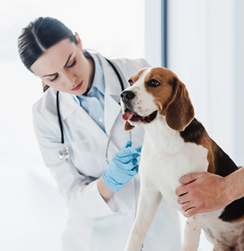 Çamlıyayla Veteriner